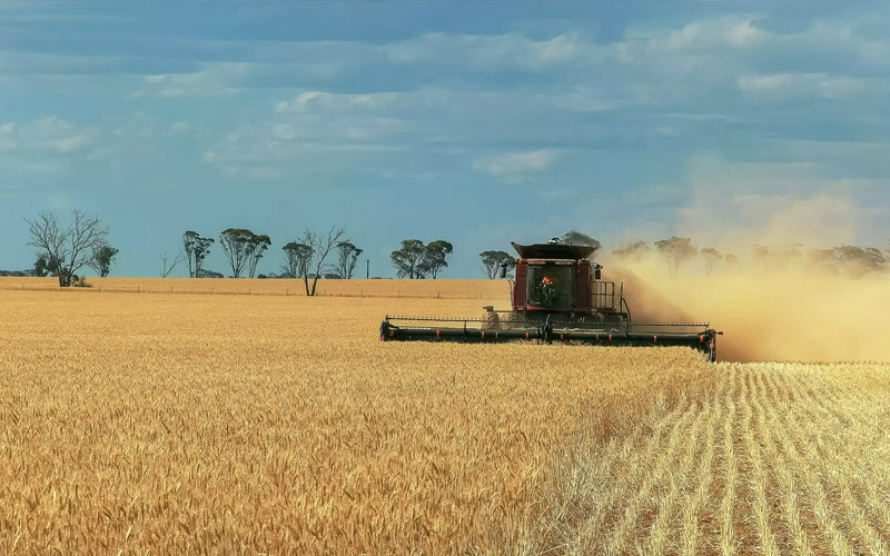 grains